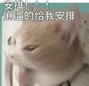 安排！麻溜的给我安排（猫咪）