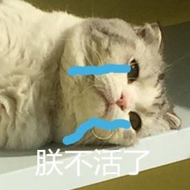 朕不活了（猫咪流泪）