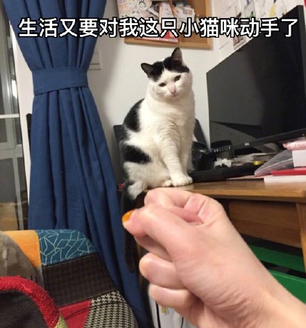 生活又要对我这只小猫咪动手了