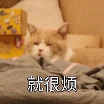 就很烦（猫咪）