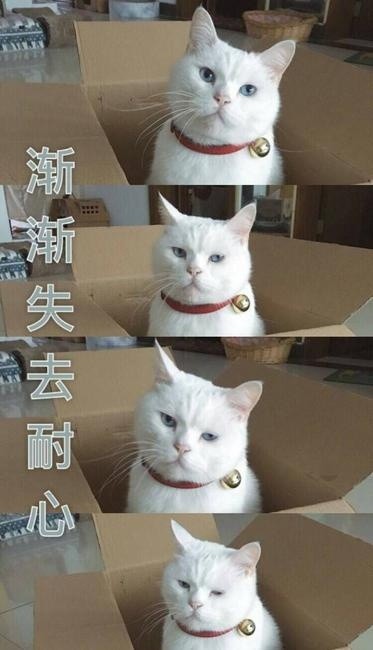 渐渐失去耐心（猫咪）