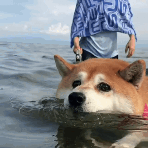 我不努力游就淹死了