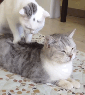 你这按摩水平，朕基本满意