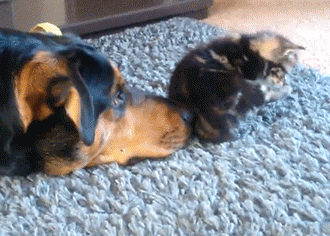 用狗头顶猫猫屁股