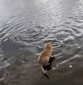 看准时机抓鱼的猫猫