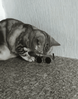 猫猫捡起墨镜戴上，酷毙了