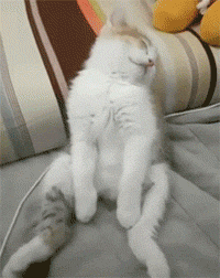 铲屎官别烦我，本王困了要睡觉