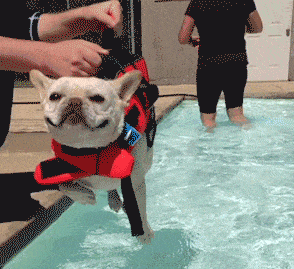 主人，我已经准备好下水了