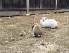 看准时机，一跃而过