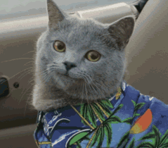 猫咪对你皱眉头