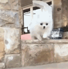 飞奔跌倒的小狗