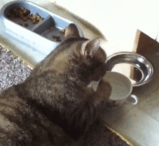 用爪子喝水的猫咪