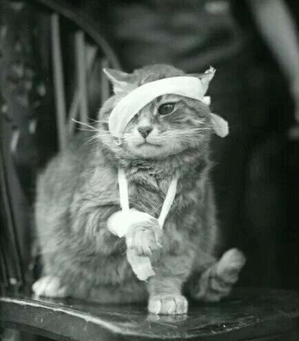 等我伤好了再跟你们斗