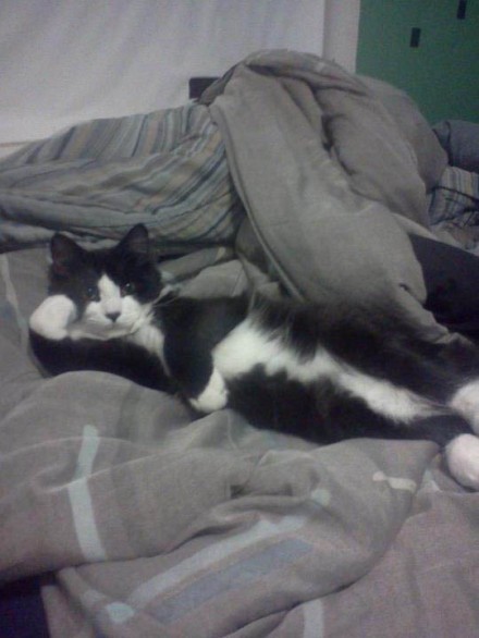 睡姿优美的猫猫