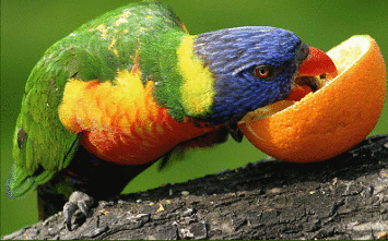 吃橙子的鹦鹉