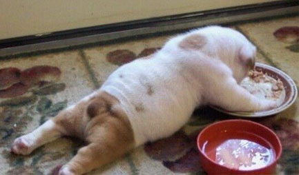 趴在地上吃东西的狗狗