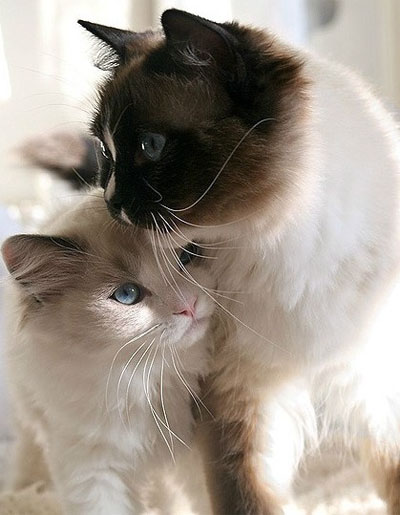 大猫与小猫的幸福生活