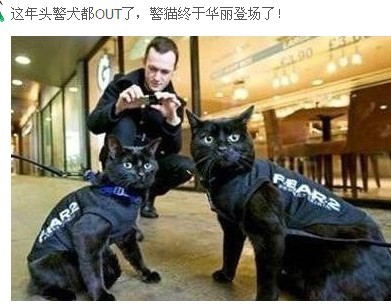 警犬都OUT了，现在流行警猫