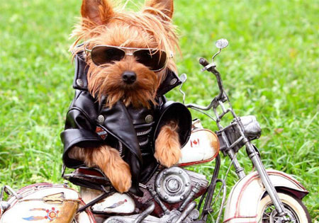 戴墨镜开靓车的帅狗