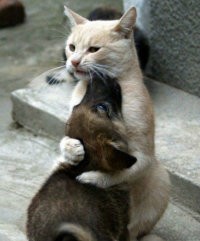 猫咪把狗狗抱在怀里