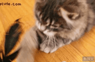 用爪子拍打东西的猫咪