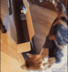 喜欢钻纸箱的猫咪