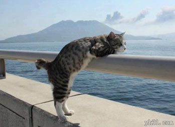 猫咪独自爬到栏杆上看海景
