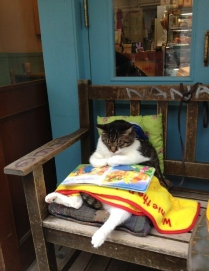 猫咪也看娃娃书