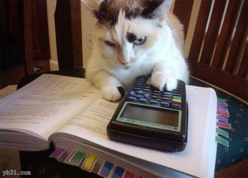 认真看书的猫咪