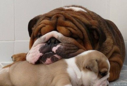 沙皮狗爬在一起睡觉