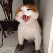 猫咪叫唤，主人哪里去了