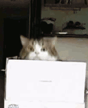 从盒子里蹦出来的猫咪