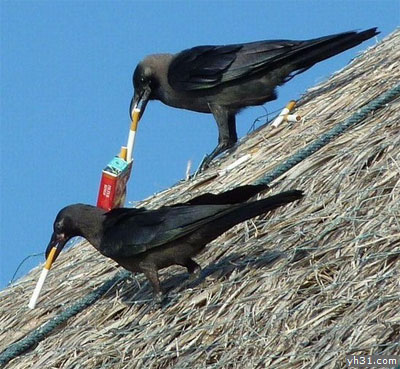 两只抽烟的鸽子