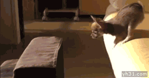 跳沙发失败的小狗