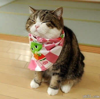 眼睛像一条缝的肥猫