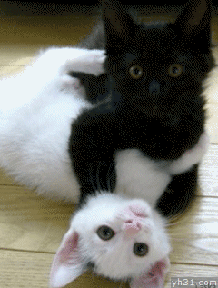 主人，快救我啊