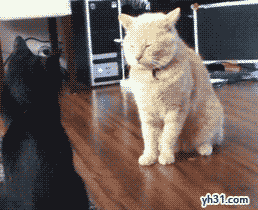 害怕的白猫瞬间被秒杀