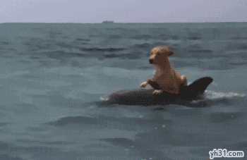 骑在鲨鱼背上游海的狗狗