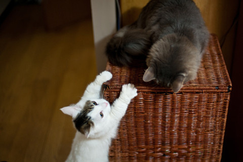 伙计，你爬在上面干什么