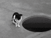 小猫无意中滚进下水道里