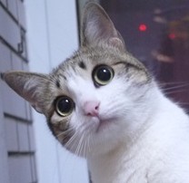 眼神充满迷茫的小猫