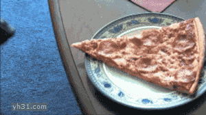 小黑狗偷吃桌上的大饼