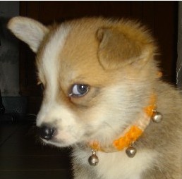 狗狗生气斜眼瞪人