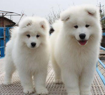 白白胖胖的两只小狗