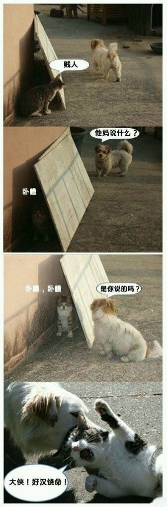 小狗教训小猫