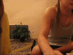 需要主人抚摸的小猫