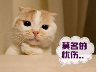 莫名忧伤的小猫