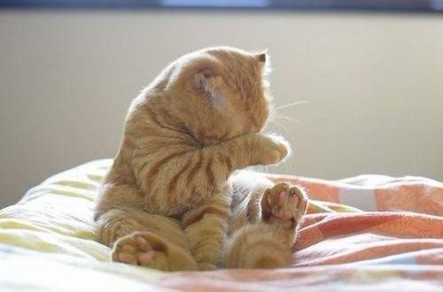 用爪子挡住脸的害羞小猫