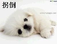 眼睛像大熊猫一样黑的小狗