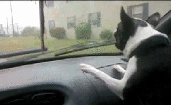 想咬挡雨刷的傻狗狗